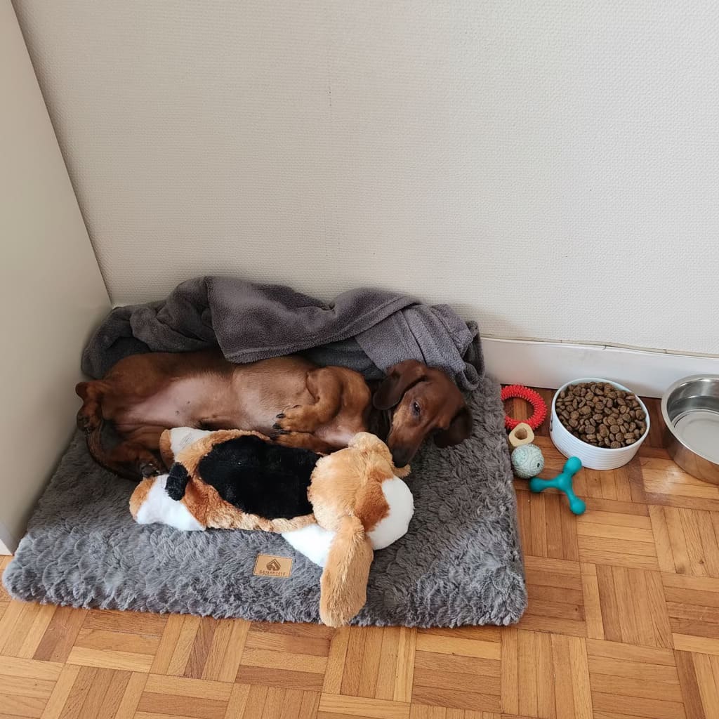 Teckel allongé sur le côté, blotti contre une peluche réconfort douce sur un tapis gris, avec une couverture grise à côté, exprimant calme et détente