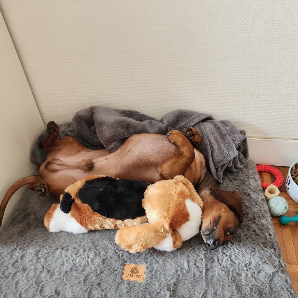 Teckel allongé sur le dos, blotti contre une peluche réconfort douce sur un tapis gris, avec une couverture grise à côté, exprimant calme et détente