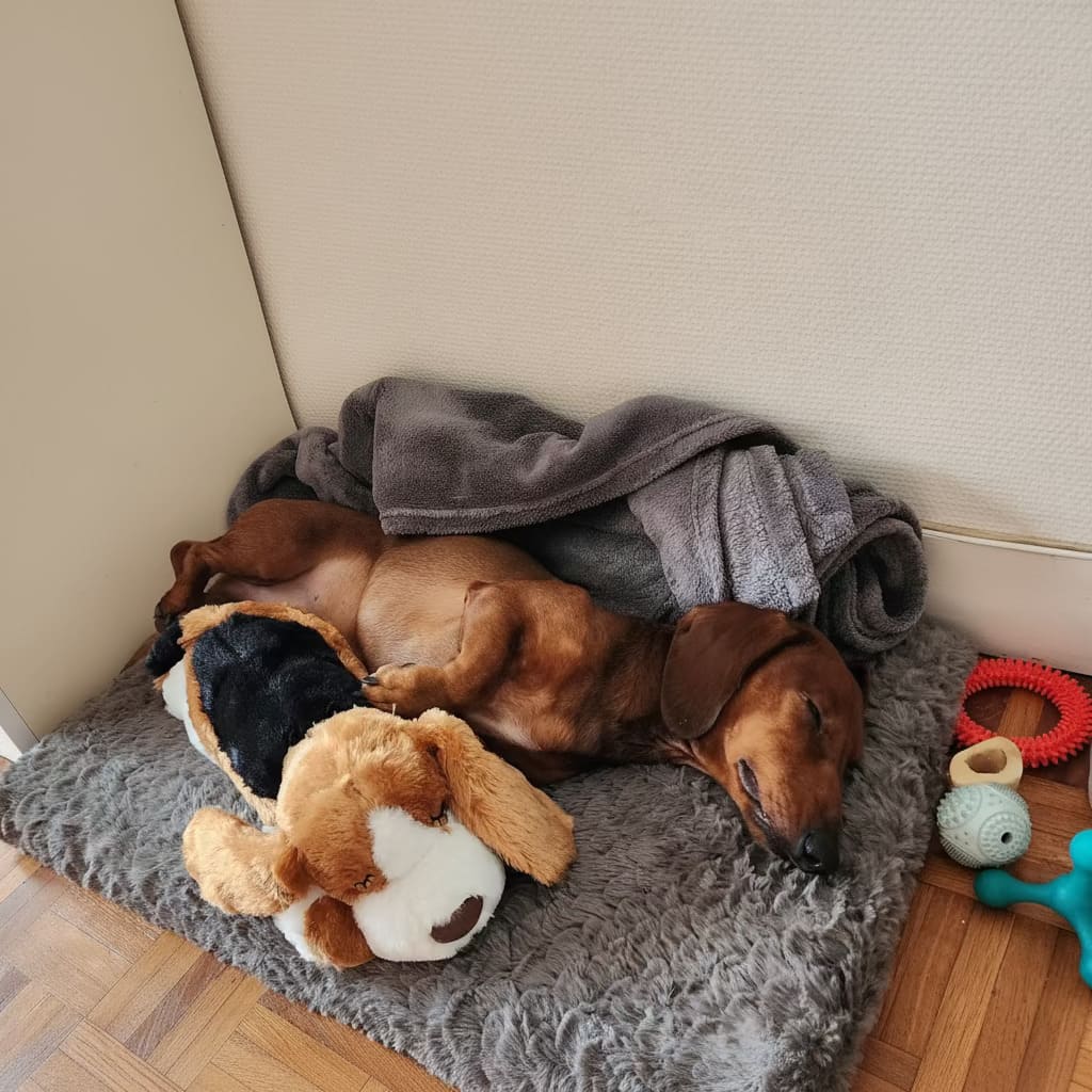 Teckel endormi sur le côté, blotti contre une peluche réconfort sur tapis moelleux gris, entouré de jouets, montrant calme et sentiment de sécurité pour chien